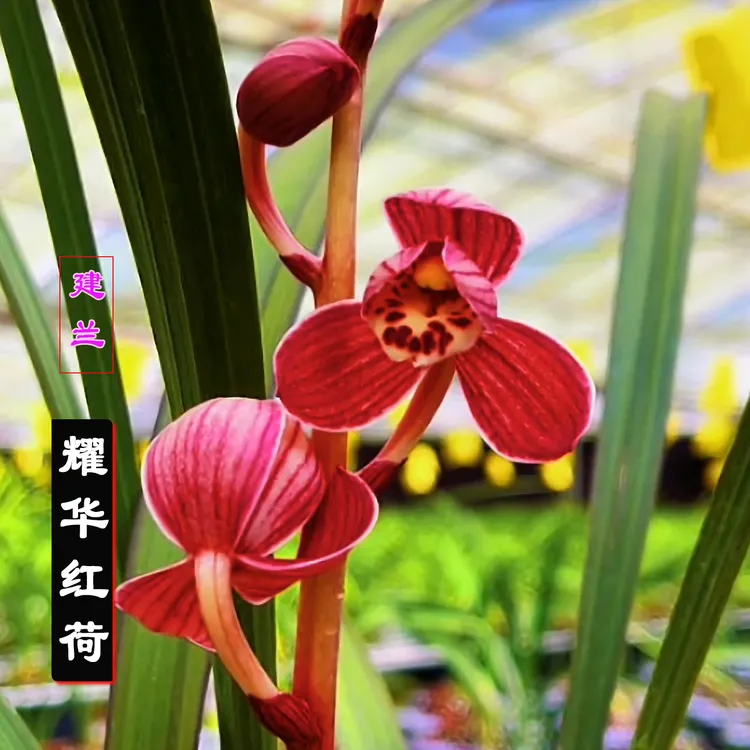 建兰红荷【耀华红荷】红草红荷浓香兰花室内绿植盆栽易养兰苗花卉