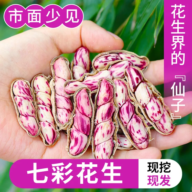 云南农家自种新鲜七彩带壳花生现挖现发可水煮的牛奶水果花生新鲜