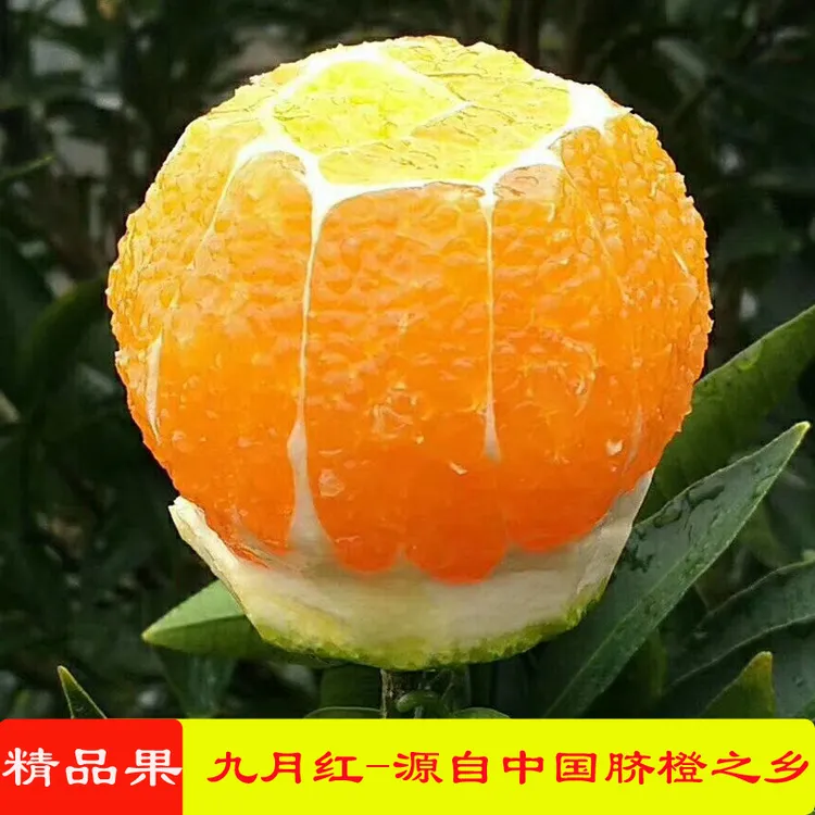 【九月红】秭归应季孕妇宝宝新鲜水果酸甜多汁无籽现摘现发大果橙子