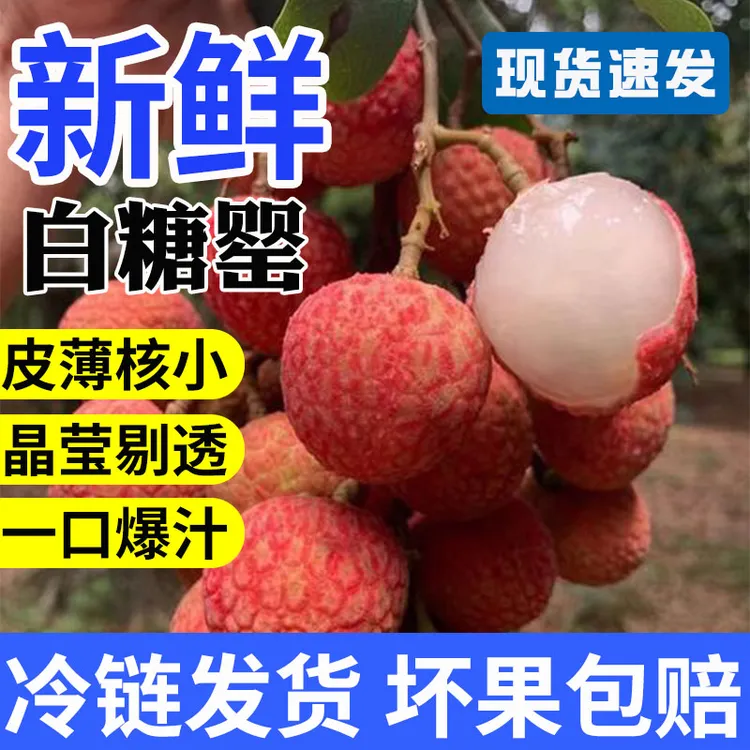 【合江晚熟荔枝】自家果园正宗现摘现发荔枝当季水果顺丰包邮