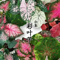 【混色 苗一般 彩叶芋】不分品种！种球多年生懒人绿植ins风