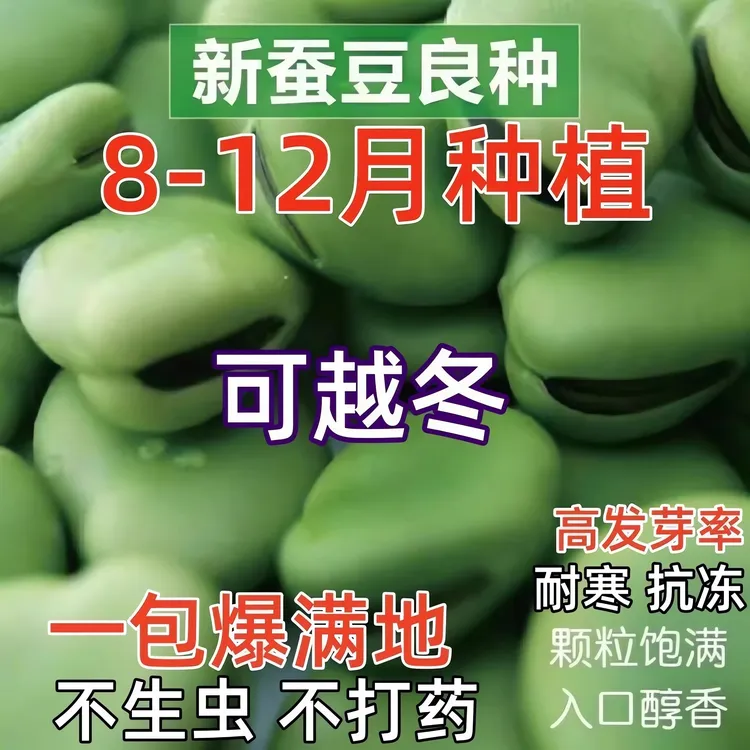 正宗原装青皮蚕豆种子大粒高产罗汉豆春秋冬季播种早熟耐寒胡豆籽