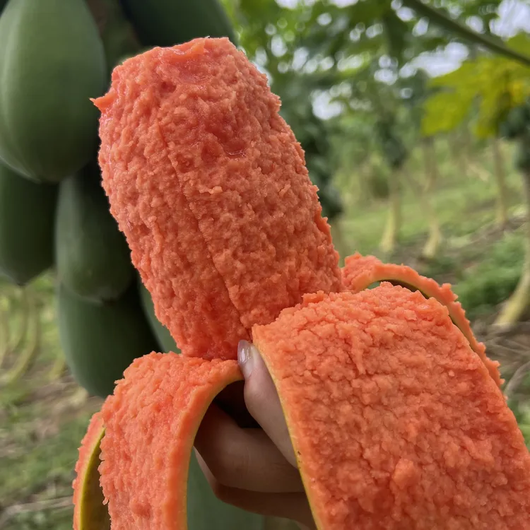 茂名红心冰糖牛奶木瓜爆甜多汁现摘现发孕妇当季煲汤树上熟水果
