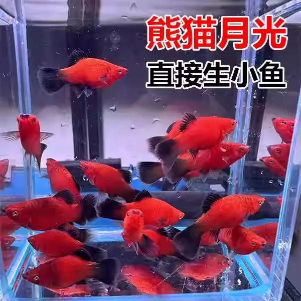 黑尾熊猫米奇鱼活鱼淡水观赏鱼吃油膜小型热带鱼种鱼燕尾玛丽球