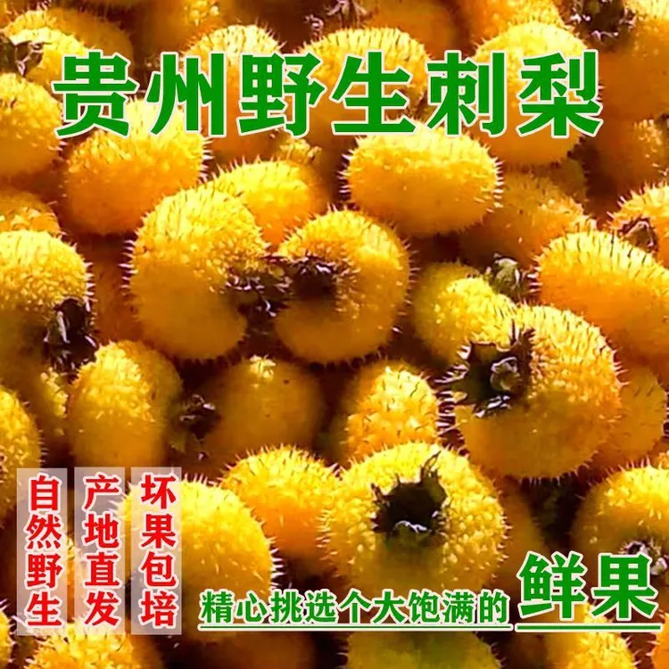 贵州刺梨鲜果现摘现发整箱农家刺梨泡酒打果汁刺梨生吃食用农产品