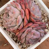 4946杂交多肉植物