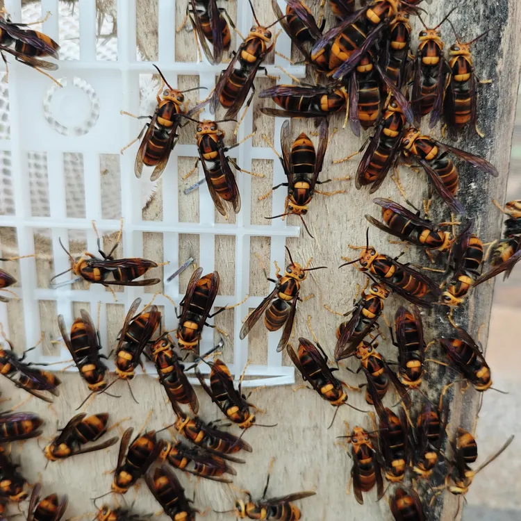 黄脚王 原地控大包收 自然越冬