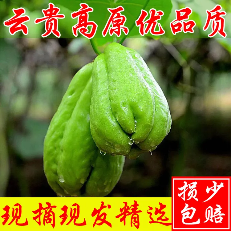 贵州佛手瓜农家自种新鲜蔬菜现摘洋寿福瓜煲汤当季生吃捧瓜扶手瓜