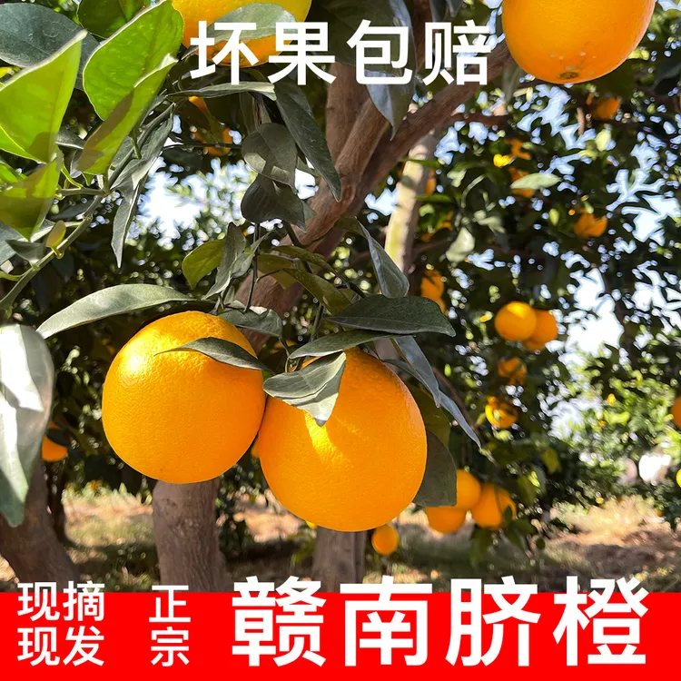 正宗赣南脐橙现摘现发自家果园做品质做回头客不好吃包赔现摘