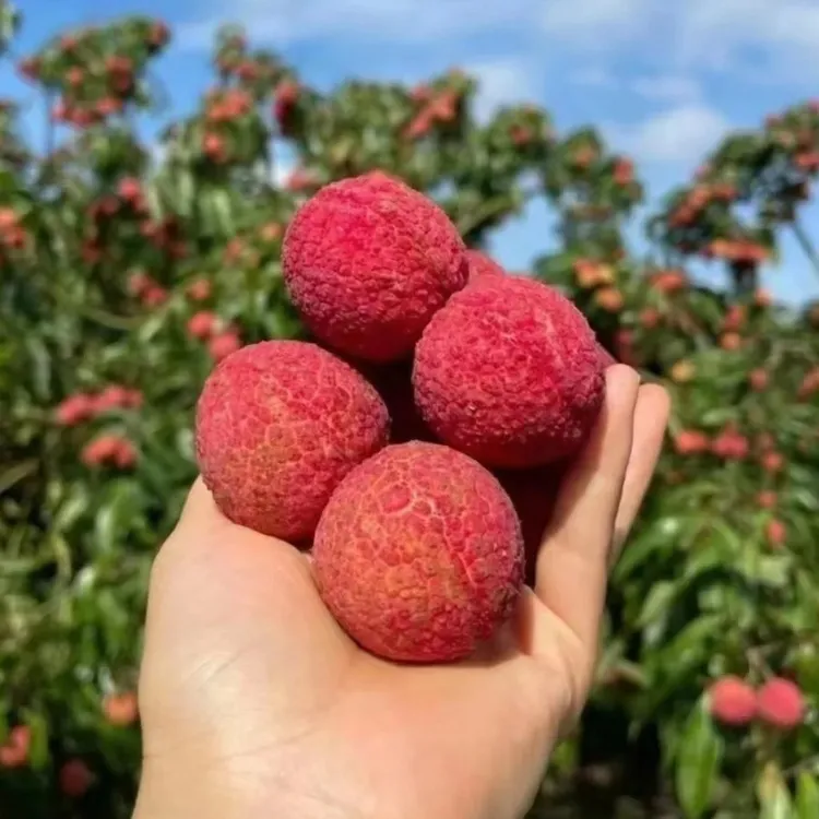 【原土带叶】桂味荔枝树苗冰荔正宗无籽妃子笑果树无核王北方盆栽