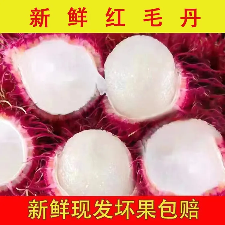 海南红毛丹现摘现发树上熟热带新鲜水果毛荔枝孕妇当季水果红毛果