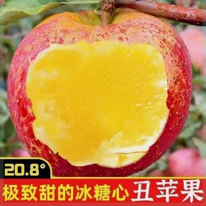 苹果树苗正宗嫁接昭通丑苹果树苗南北方庭院种植地栽盆栽当年结果