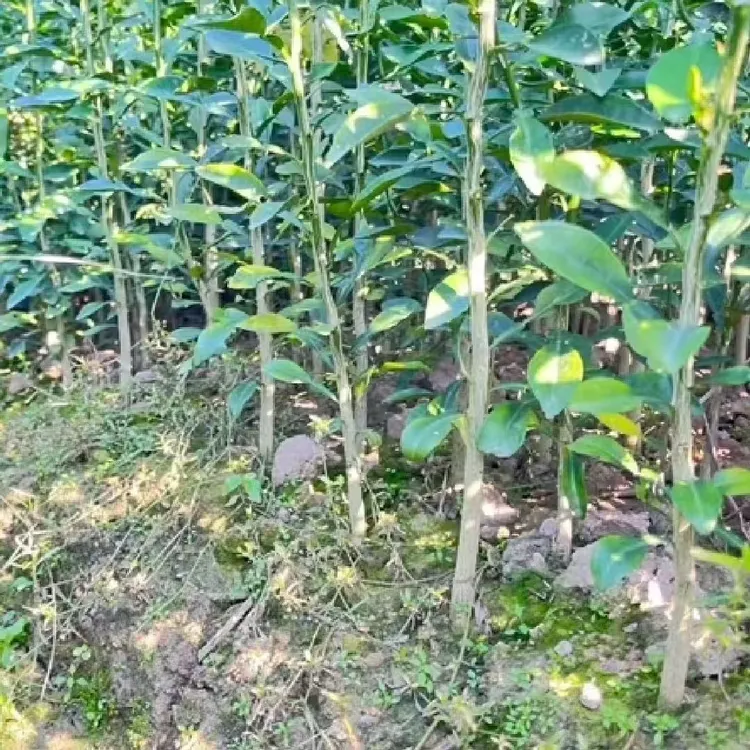 小叶软枝香橙实生苗直生苗砧木原生苗