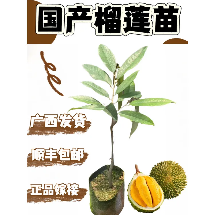 正品榴莲苗带土带叶发货（叶子对半修剪）