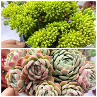 【香香春萌缀化➕香水贝瑞】带盆带土 发两盆 耐冻耐高温好养 喜阳光