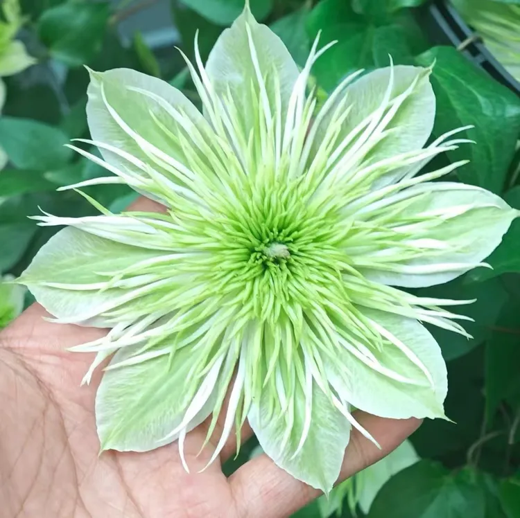 【新品华川】铁线莲重瓣爬藤花苗攀援庭院花卉盆栽地栽观花植物室内