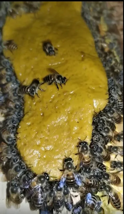 花粉膏中蜂意蜂都可饲喂花粉浆花粉喂蜂养蜂发酵蜂粮蜜蜂中蜂专用