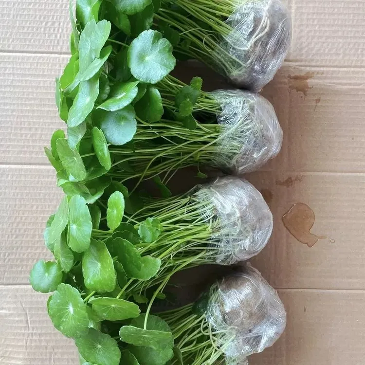 铜钱草水培植物室内办公室桌面盆栽花卉四季常青绿植净化空气懒人