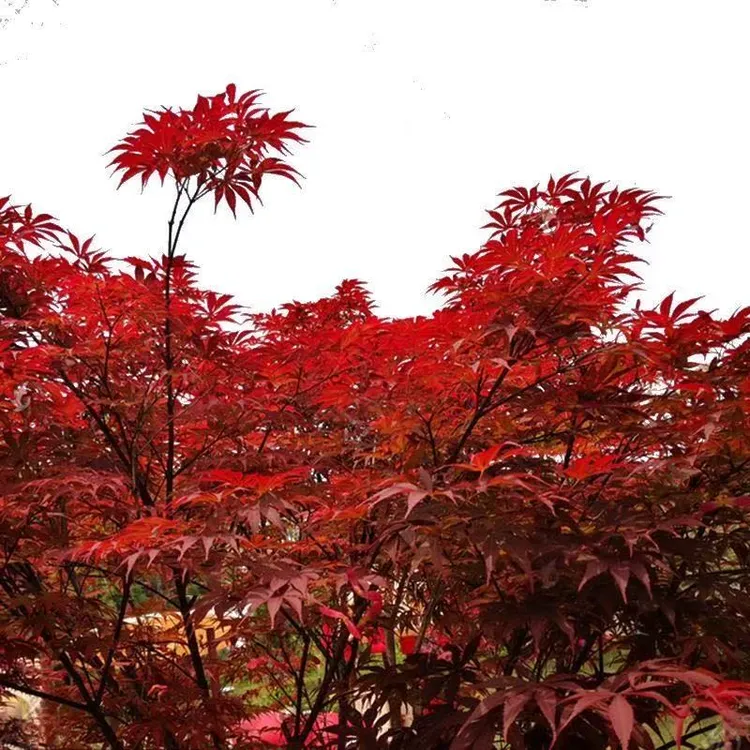 红枫树四季红红枫四季红风景树结果树庭院红叶耐寒红枫树四季长红