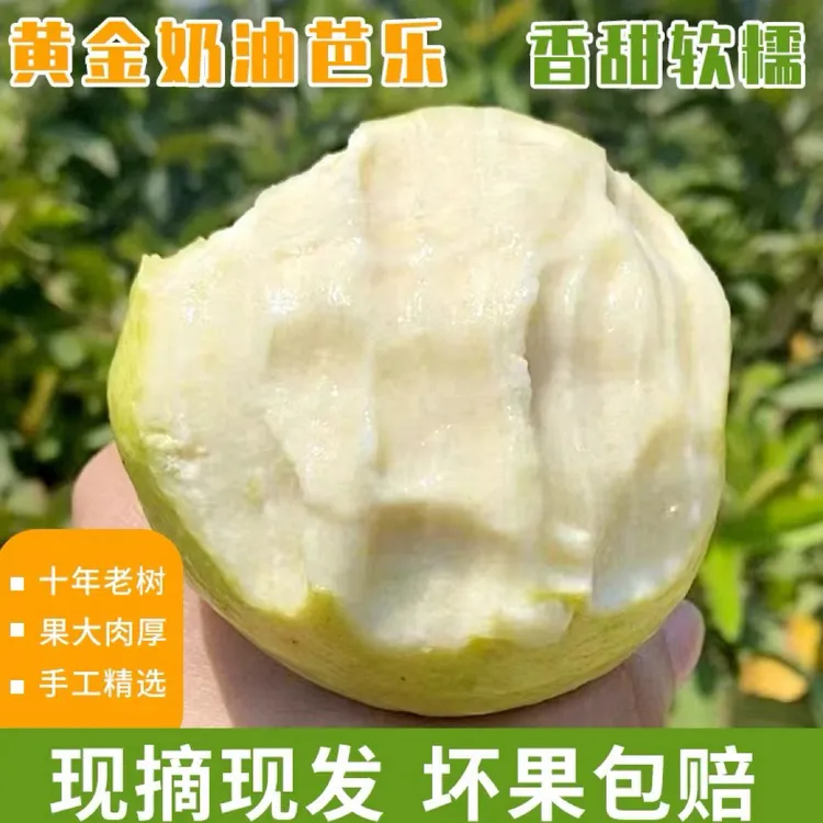 <精品>广西正宗软心奶油白心番石榴新鲜冰淇淋低糖孕妇水果