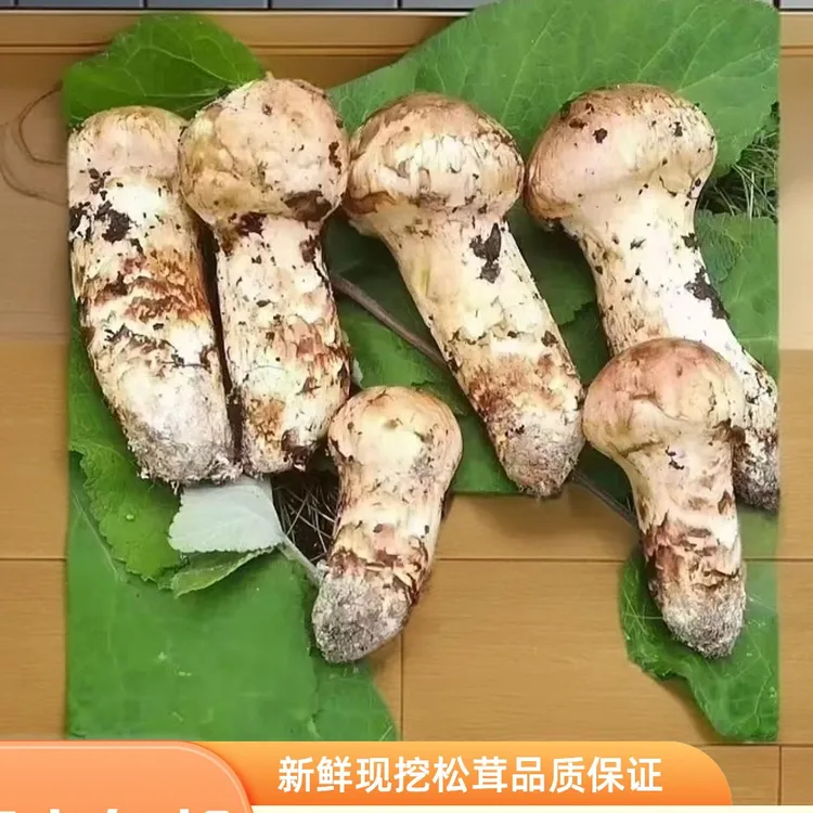 最后一周，错过明年了，新鲜松茸冷链空运出口特级顺丰包邮松茸菌