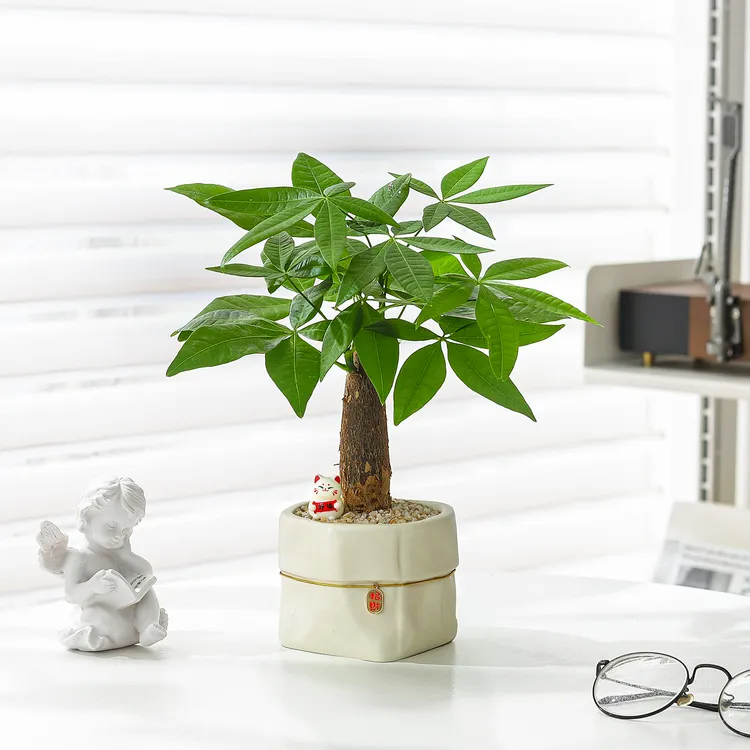 发财树盆栽办公室客厅好养绿植室内桌面盆景旺宅植物送礼礼物花卉