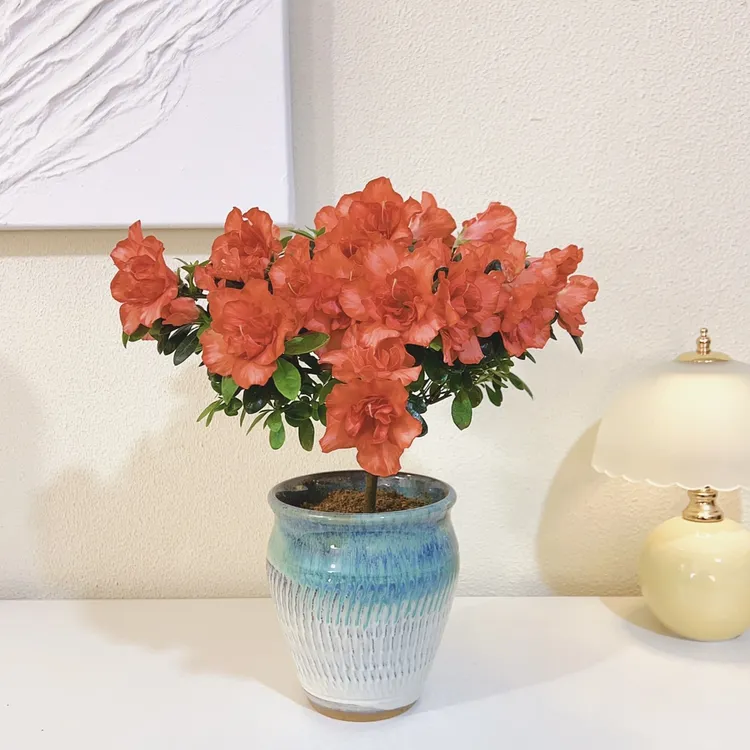 杜鹃花比利时杜鹃樱桃红粉色开花杨梅红色室内养护飘窗台观叶绿植