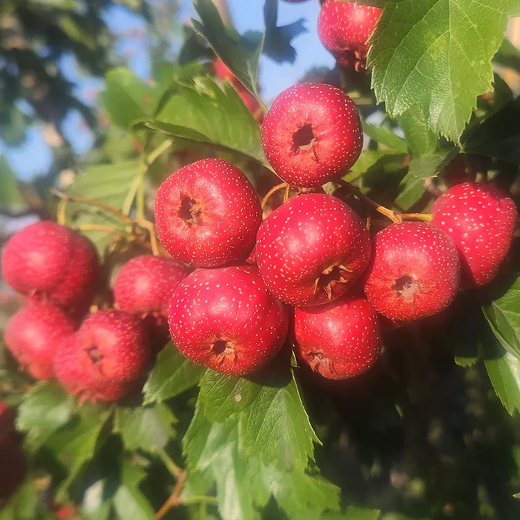 新鲜甜山楂山里红鲜摘现发水果甜口小山楂