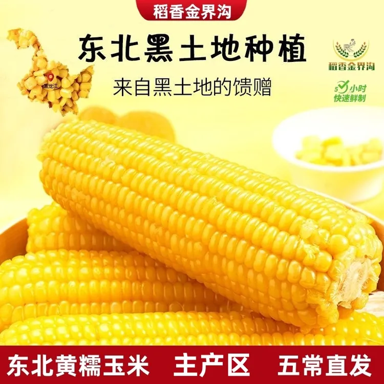 【试吃4根】25年东北黄糯玉米280-350g*10根软糯香甜饱腹代餐粗粮黏