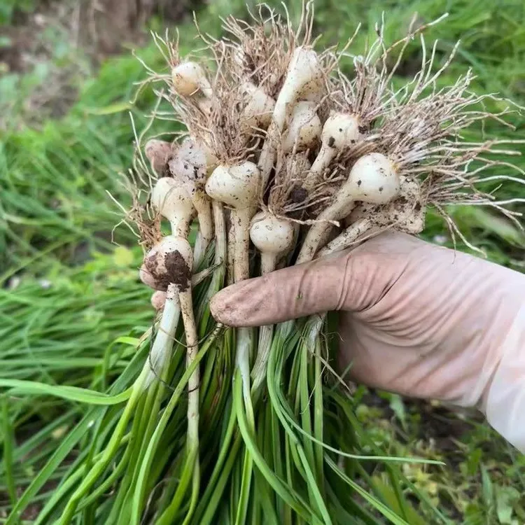 【优惠】贵州当天现挖新鲜特产高山葱小蒜头苦蒜小根蒜薤白胡葱菜