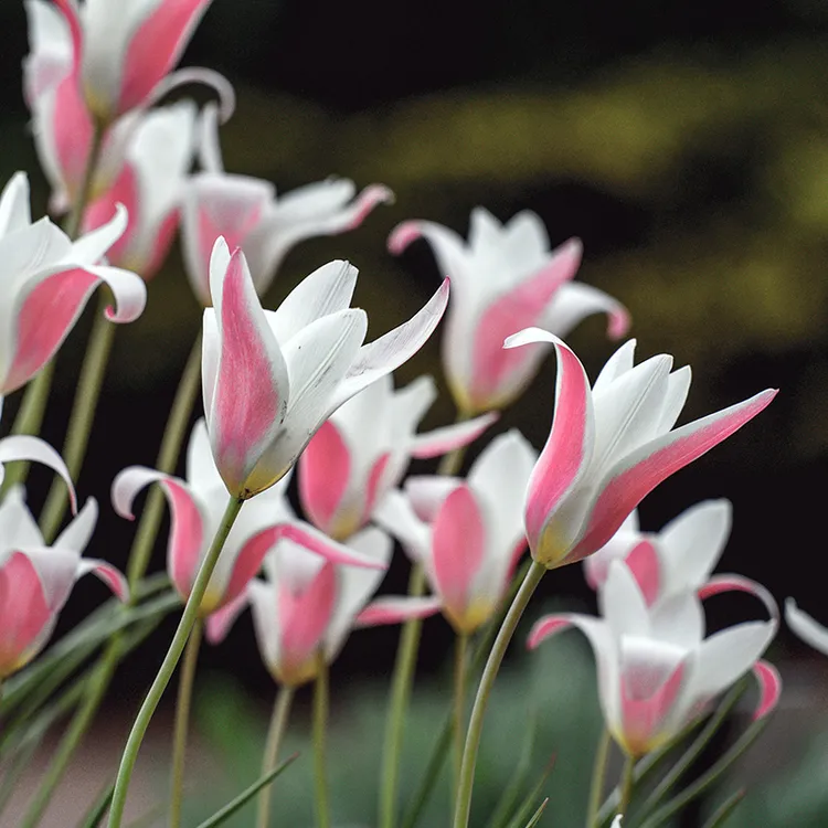 弹个植物原生郁金香荷兰进口种球土培露台阳台耐寒易养现货