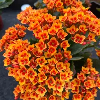 长寿花园～【流光溢彩】130盆单瓣稀有品种