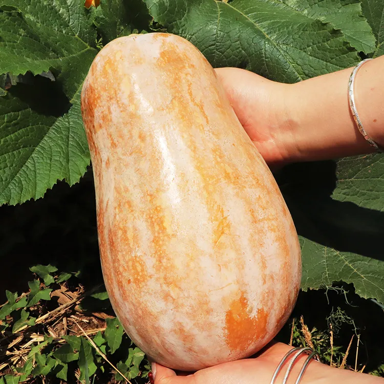 滇鲜生 云南老南瓜自然成熟口感绵密甜糯 熬粥炖甜品家庭日常所需