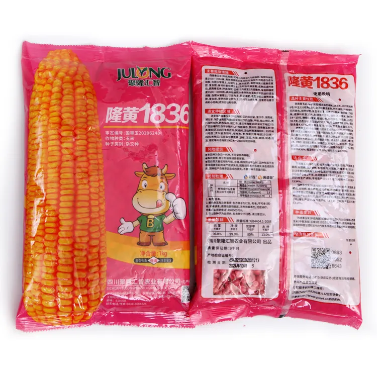 隆黄1836玉米  深马齿 品质优 抗倒抗病红轴 海拔2200以下可种植