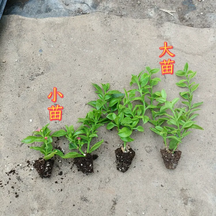 可食田七秧苗牡丹吊兰苗穿心莲苗四季种植阳台盆栽