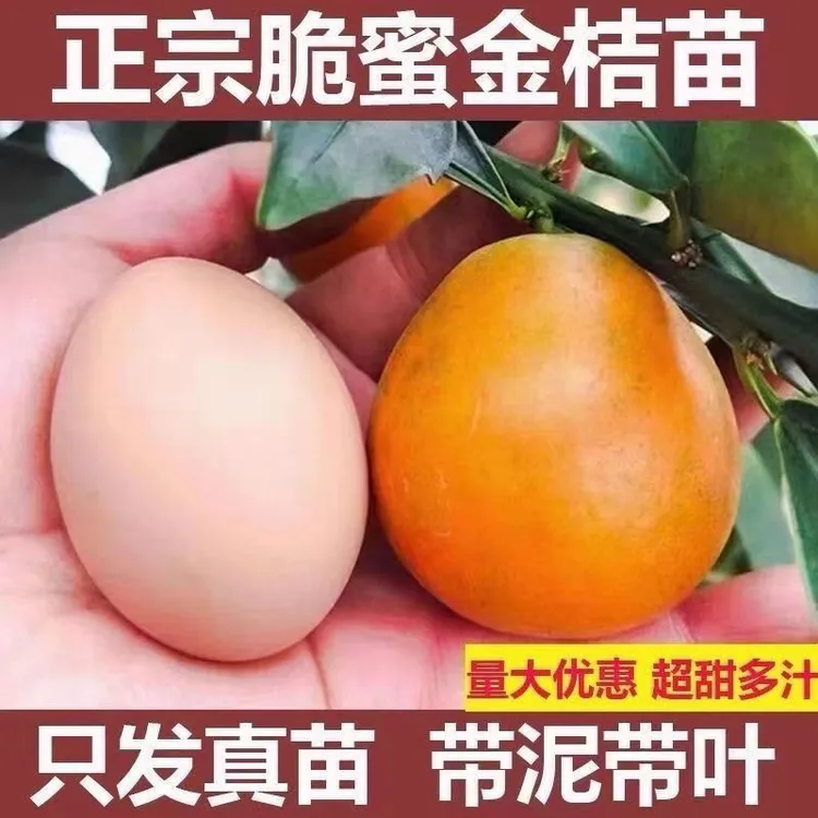 脆皮金桔四代大叶金桔三代金桔四季金柑果树苗