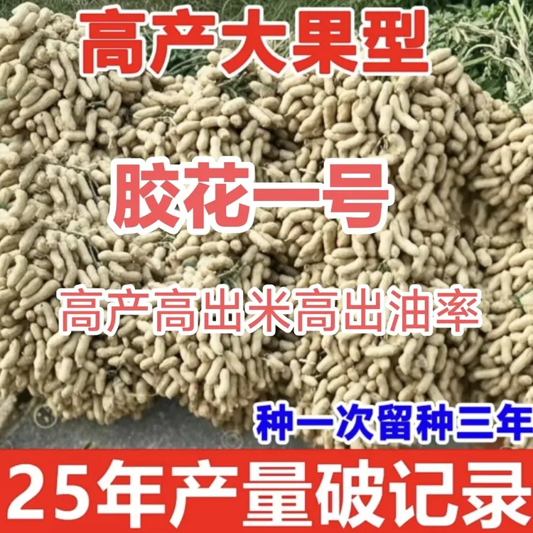义天晟胶花一号花生米（不带壳）产量高出米率高出油率高