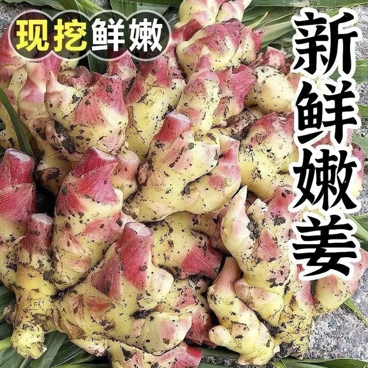 新鲜现挖小黄姜嫩姜新姜泡姜糖醋姜生腌凉拌清脆爽口