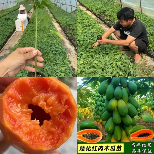 矮化红心水果木瓜新手阳台庭院屋前屋后庭院四季盆栽种植直发