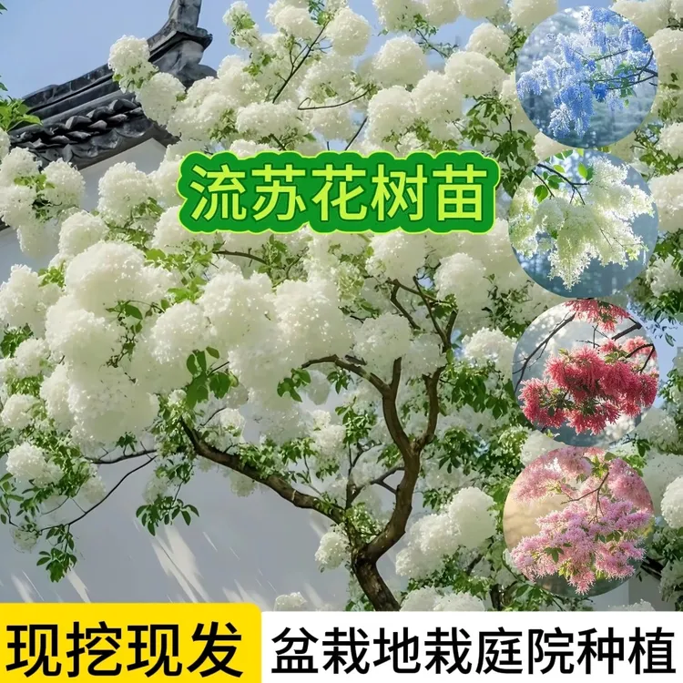 流苏花流苏树苗盆栽地栽庭院绿化盆栽地栽