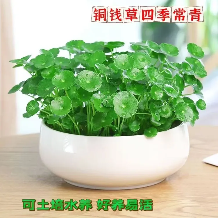 铜钱草水培植物室内外盆栽客厅办公桌金钱草植物花卉绿植净化空气