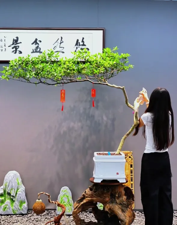 海岛栀子花盆景造型飘逸自带禅意适合茶室办公室客厅绿植盆栽室内