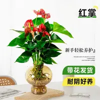 【带花发货】水培红掌室内花卉绿植物盆栽客厅桌面四季开花好养易活