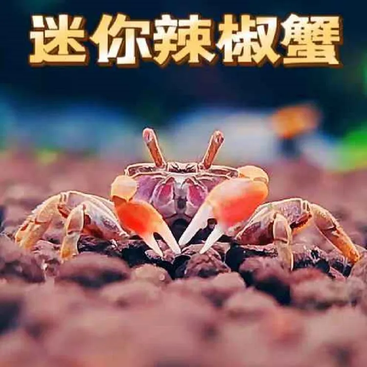 观赏鱼迷你辣椒蟹观赏螃蟹宠物蟹观赏蟹活体