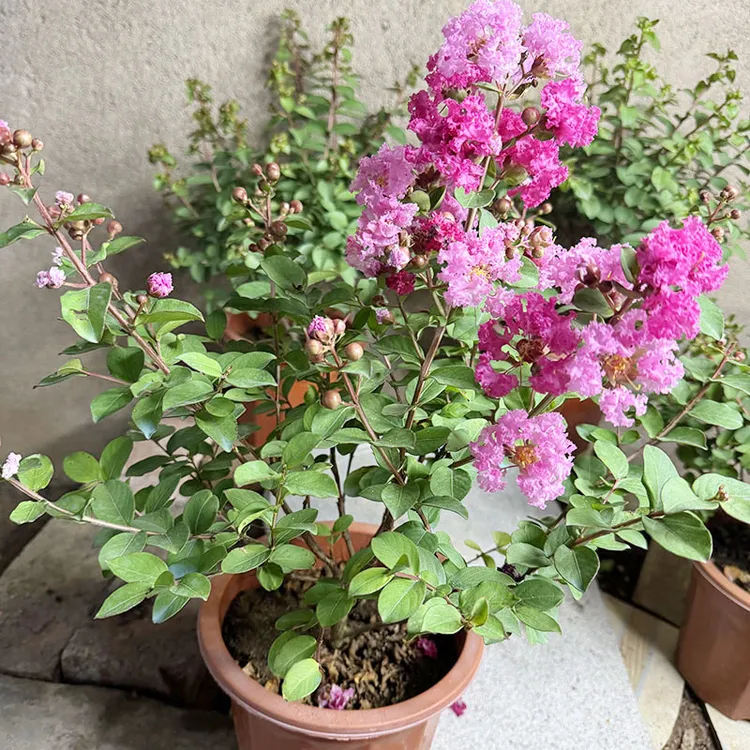 紫薇花百日红盆栽带花苞阳台庭院美化空间花境花卉耐寒耐高温喜阳