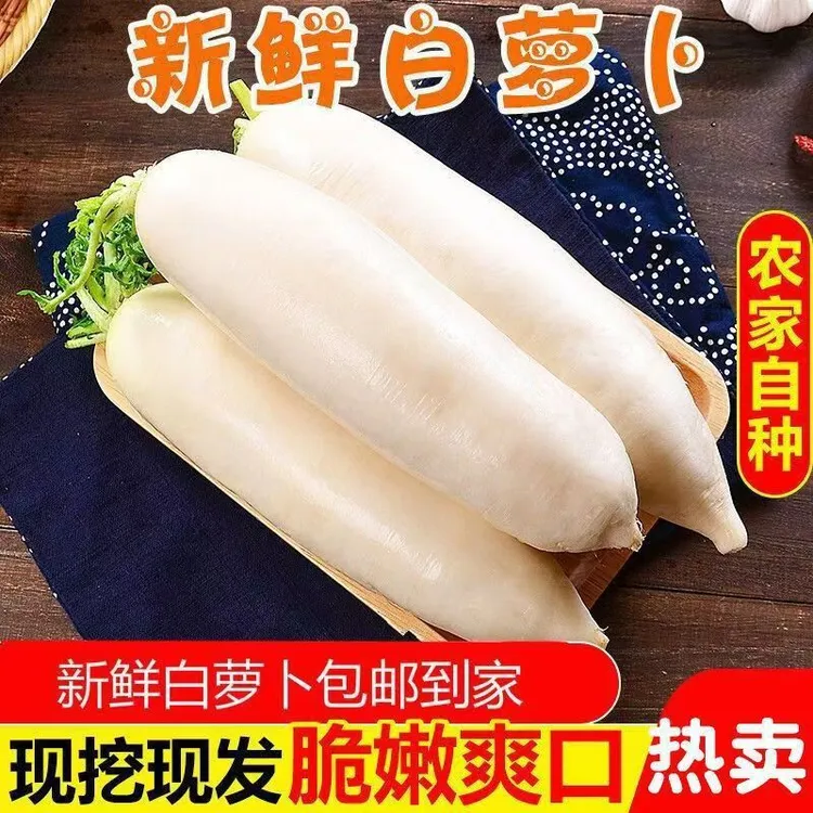 新鲜白萝卜现挖现发蔬菜农家自种生吃甜脆微辣
