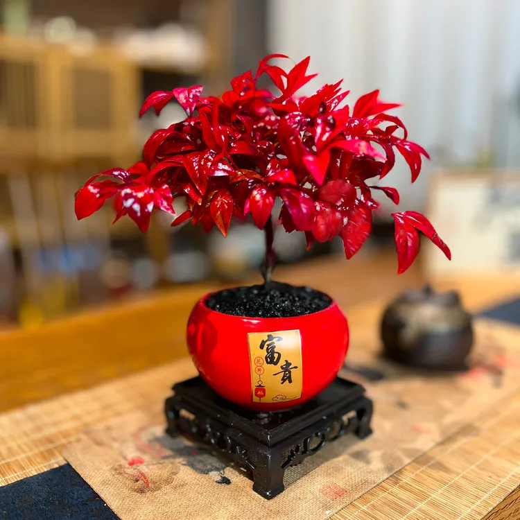 【火焰南天竹】越冷越红过年红耐寒室内桌面造景客厅盆景盆景花