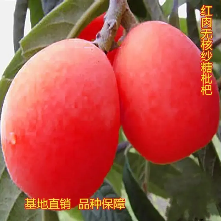 枇杷树苗红肉无核砂糖枇杷苗无籽苗新品枇杷树苗南北方种植耐寒苗