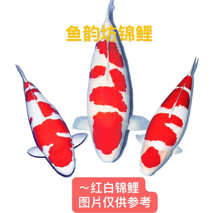 留养级别40～45公分血统后代巨型锦鲤巨型观赏鱼包邮包活广东湛江