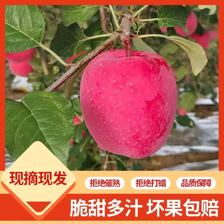 甘肃天水正宗红富士苹果新鲜脆甜多汁冰糖心产地直供包邮